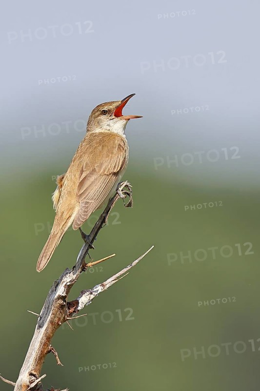 Great Reed Warbler (Acrocephalus arundinaceus), with open beak, singing, twittering, sitting on a twig, singing station, natural habitat, migratory bird, songbirds Lake Neusiedl, Burgenland, Austria