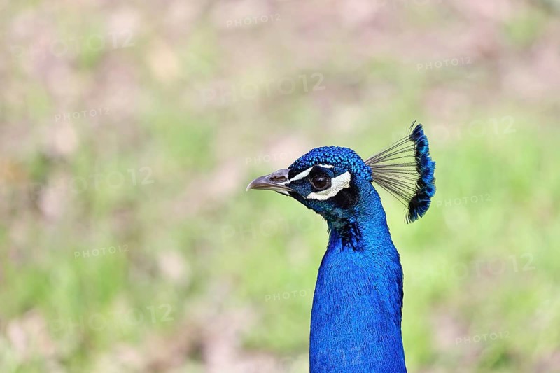 Indian peafowl (Pavo scalloped ribbonfish), portrait, captive, North Rhine-Westphalia, Germany