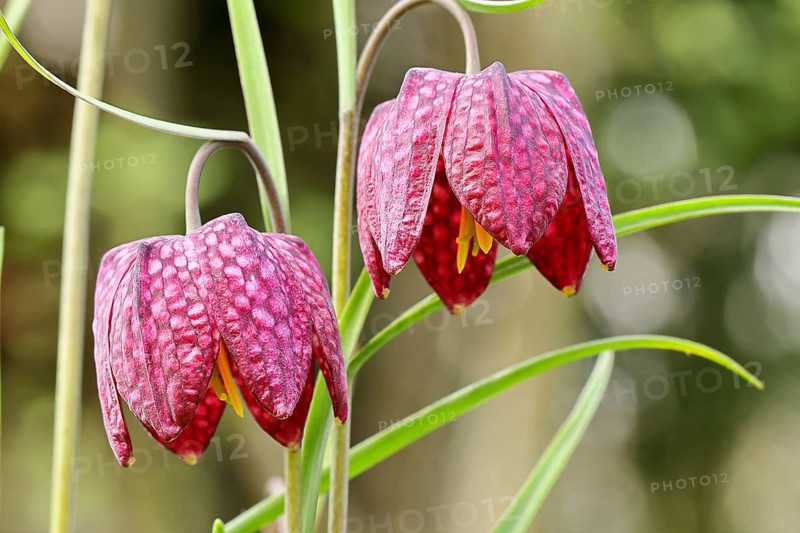 Snake's Head Fritillary (Fritillaria meleagris), two flowers in a meadow, inflorescence, early bloomer, spring, Wilnsdorf, North Rhine-Westphalia, Germany