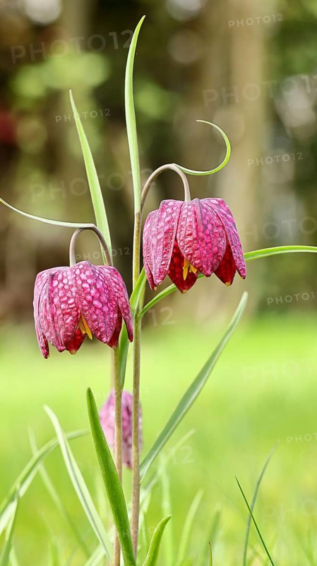 Snake's Head Fritillary (Fritillaria meleagris), two flowers in a meadow, inflorescence, early bloomer, spring, Wilnsdorf, North Rhine-Westphalia, Germany