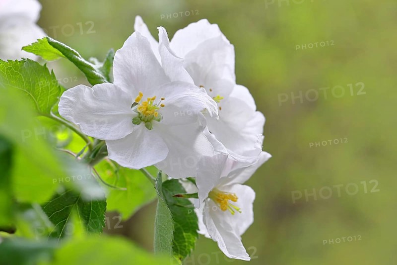 Apple blossoms (Malus), white blossoms with bokeh in the background, Wilnsdorf, Nordrhein. Westphalia, Germany