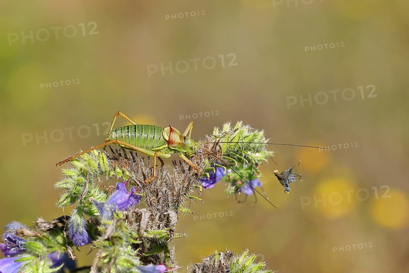 Steppe saddle grasshopper, steppe saddle grasshopper (Ephippiger ephippiger), male, on Viper's bugloss (Echium vulgare), with bokeh in the background, leafhoppers, long-fingered grasshoppers, Red List of Germany, specially protected species, critically endangered, Cochem, Moselle, Rhineland-Palatinate, Germany