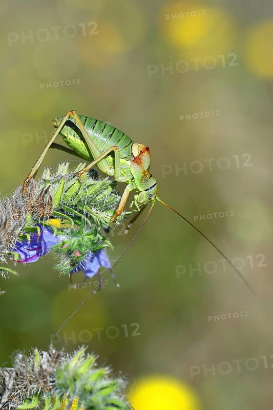 Steppe saddle grasshopper, steppe saddle grasshopper (Ephippiger ephippiger), male, on Viper's bugloss (Echium vulgare), with bokeh in the background, leafhoppers, long-fingered grasshoppers, Red List of Germany, specially protected species, critically endangered, Cochem, Moselle, Rhineland-Palatinate, Germany