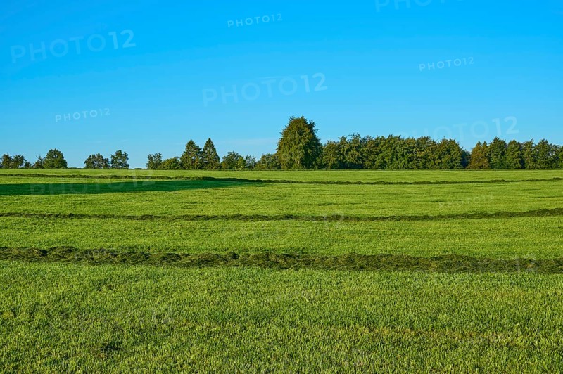 Wide green fields under a clear sky, with scattered trees in the background, summer, Rohren, Monschau, Eifel, North Rhine-Westphalia, Germany