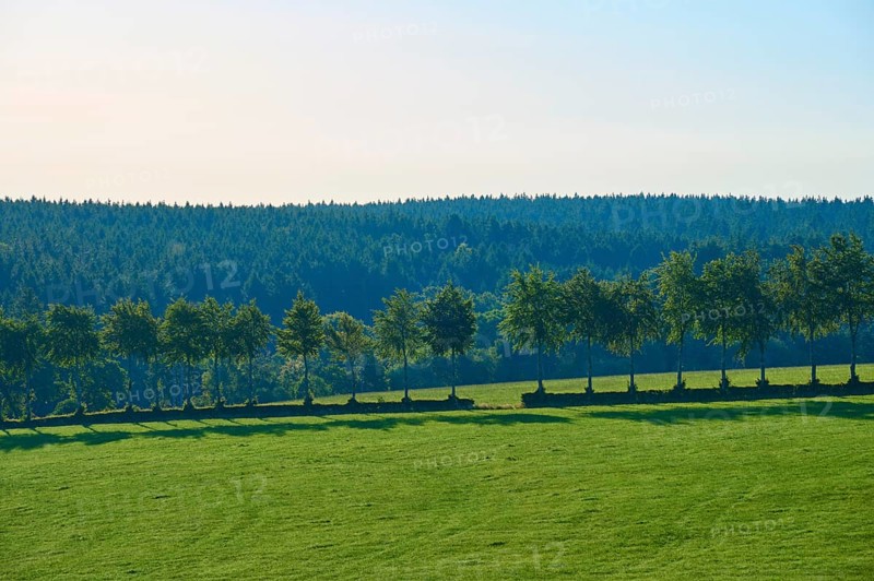 Row of trees on a gentle green meadow in front of a wooded backdrop, summer, Rohren, Monschau, Eifel, North Rhine-Westphalia, Germany