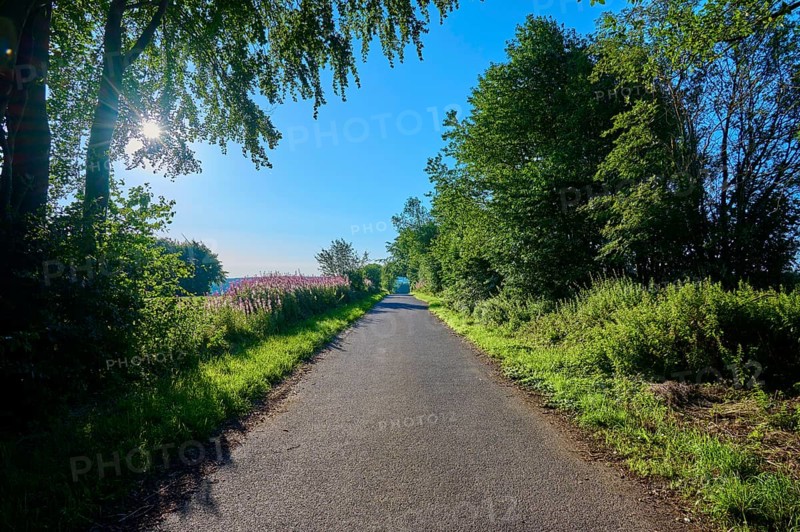 A tree-lined path shines in the sunlight, a summer idyll, summer, Rohren, Monschau, Eifel, North Rhine-Westphalia, Germany