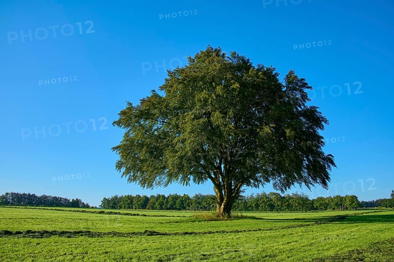 A large tree stands majestically in the centre of a wide green meadow, with more trees in the background, under a clear blue sky, summer, Rohren, Monschau, Eifel, North Rhine-Westphalia, Germany