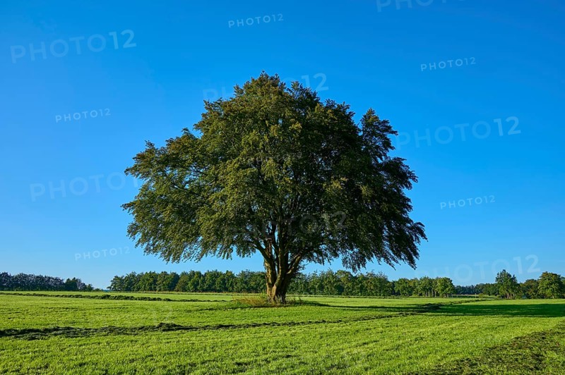A lone tree stands majestically on a wide green meadow, in the background more trees under a blue sky, summer, Rohren, Monschau, Eifel, North Rhine-Westphalia, Germany