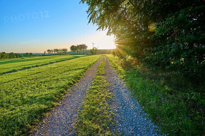 Field path at sunrise with trees and wind turbines in the distance, surrounded by green fields, summer, Rohren, Monschau, Eifel, North Rhine-Westphalia, Germany