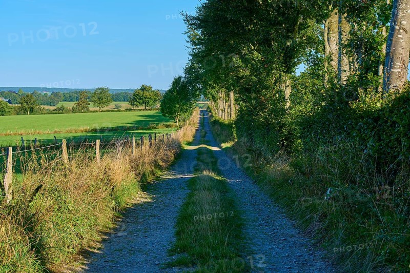 A narrow dirt track leads between trees and open fields along a rural area, summer, Rohren, Monschau, Eifel, North Rhine-Westphalia, Germany