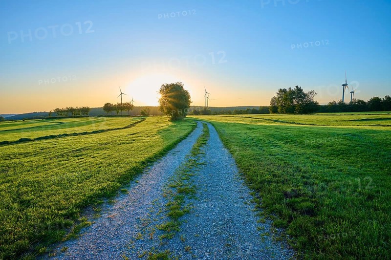 A gravelled path leads through a wide meadow glowing in the morning light, while wind turbines are visible in the distance, summer, Rohren, Monschau, Eifel, North Rhine-Westphalia, Germany