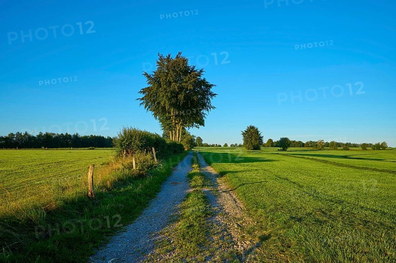 Narrow path leads through green fields, surrounded by tall trees under a clear sky in the morning light, summer, Rohren, Monschau, Eifel, North Rhine-Westphalia, Germany