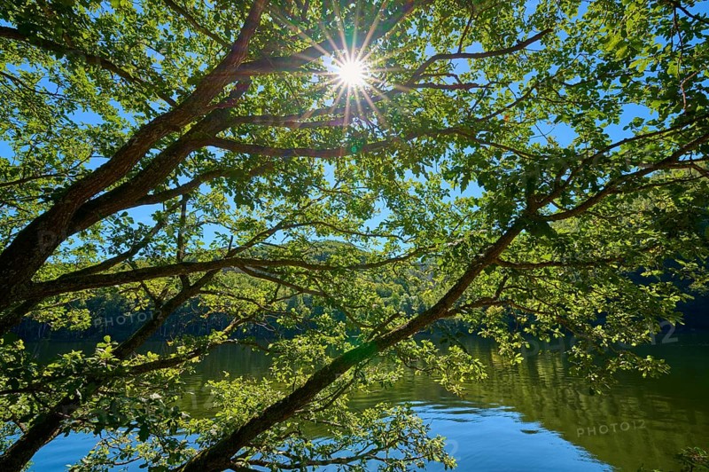 Sunlight breaking through the canopy of trees over a calm body of water, summer, Rursee, Obersee, Simmerath, Eifel National Park, North Rhine-Westphalia, Germany