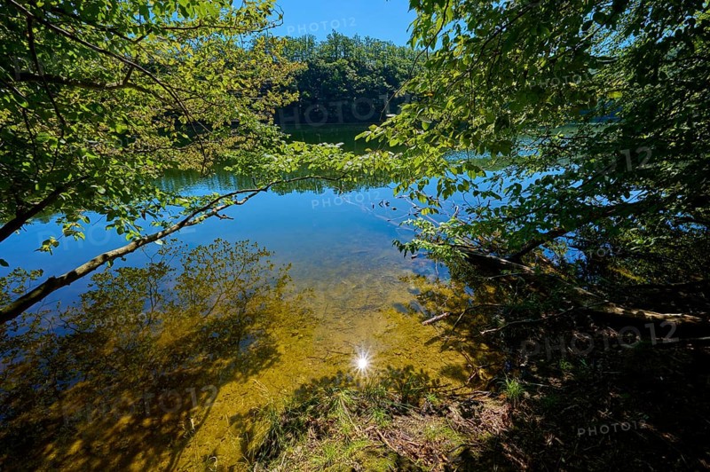 Shore of a clear lake in the shade of trees with reflecting water and sunny sky, summer, Rursee, Obersee, Simmerath, Eifel National Park, North Rhine-Westphalia, Germany