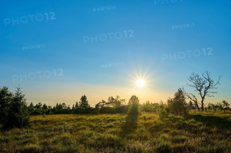 The sun over a green meadow and illuminates the trees on the horizon, High Fens, Eifel, LiÃ¨ge, Belgium