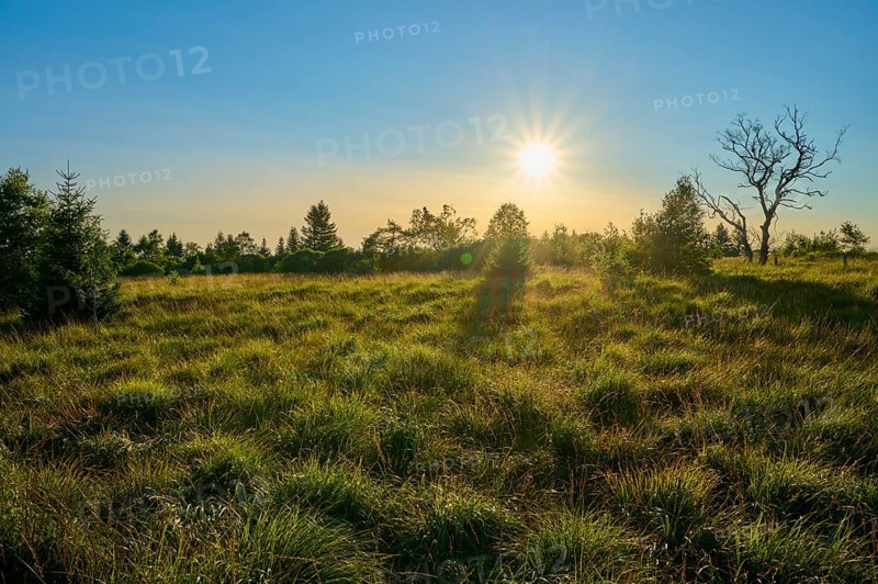 The setting sun bathes the meadow and trees in warm light, High Fens, Eifel, LiÃ¨ge, Belgium