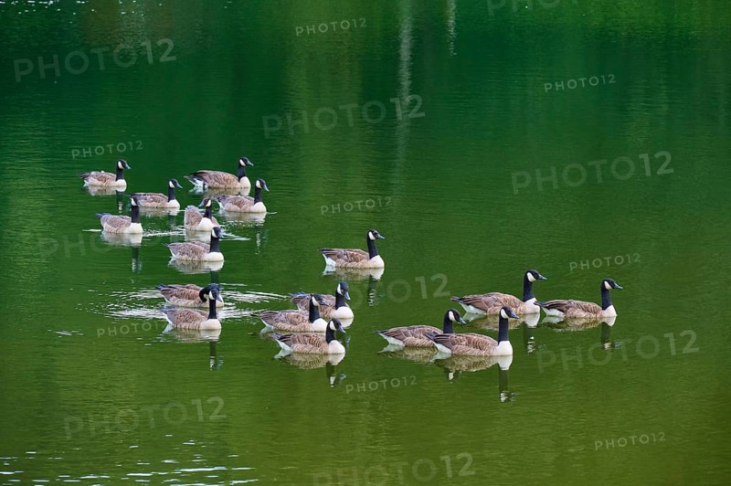 Canada geese (Branta canadensis), swimming together on a calm, green lake, summer, Rursee, Rurberg, Simmerath, Eifel National Park, North Rhine-Westphalia, Germany