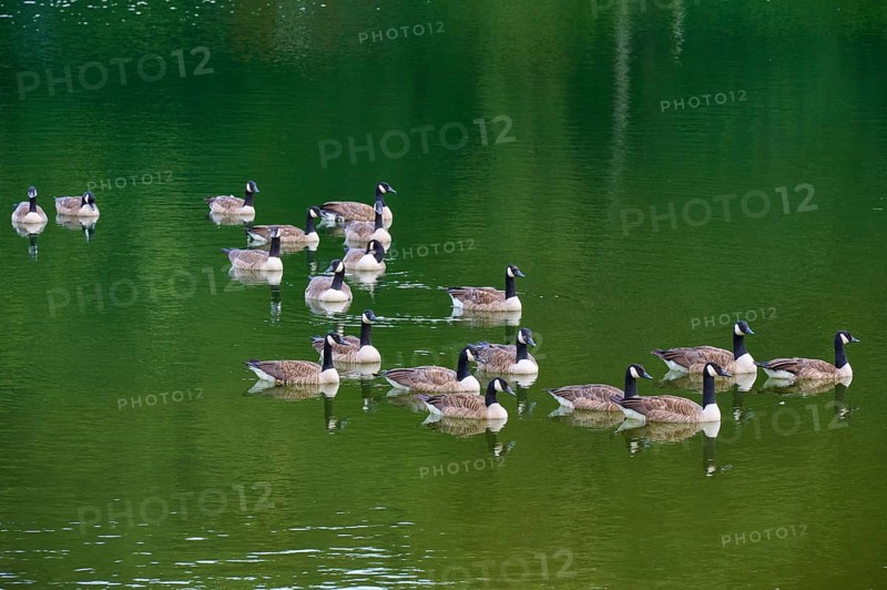 Group of Canada geese (Branta canadensis), on a still, green body of water, summer, Rursee, Rurberg, Simmerath, Eifel National Park, North Rhine-Westphalia, Germany