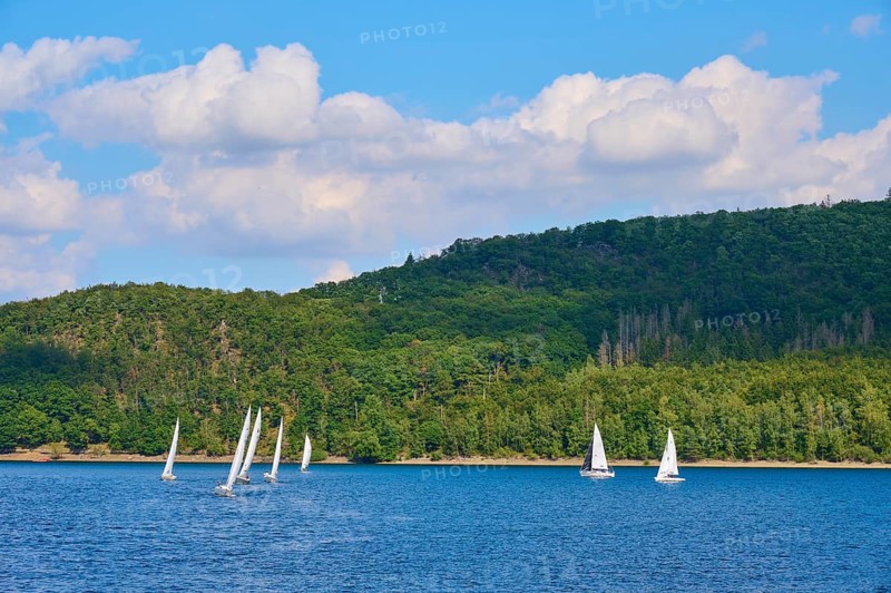 Several sailing boats on a lake in front of a wooded backdrop and blue sky, summer, Rursee, Obersee, Rurberg, Simmerath, Eifel National Park, North Rhine-Westphalia, Germany