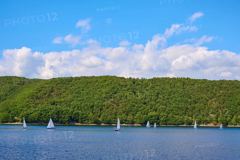 Small sailing boats sailing close to the wooded shore of a quiet lake under a blue sky, summer, Rursee, Rurtalsperre, Simmerath, Eifel National Park, North Rhine-Westphalia, Germany