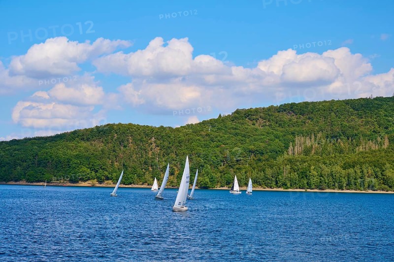 Several sailboats sailing on a lake in front of a wooded shore under a cloudy sky, summer, Rursee, Rurtalsperre, Simmerath, Eifel National Park, North Rhine-Westphalia, Germany