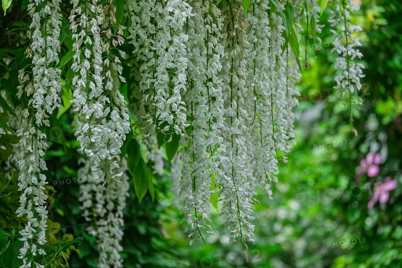 Japanese Wisteria (Wisteria floribunda) Blue Rain 'Longissima Alba', MÃ¼nsterland, North Rhine-Westphalia, Germany