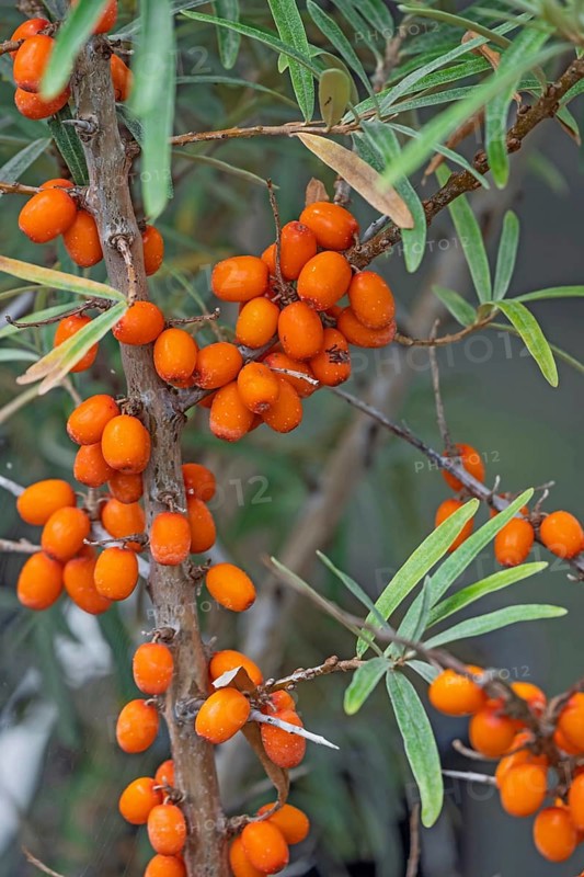 Sea buckthorn (Hippophae rhamnoides), fruit, North Rhine-Westphalia, Germany