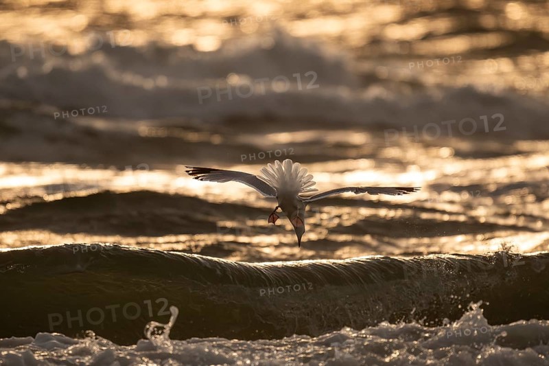 Herring gull (Larus argentatus) in flight over the surf looking for starfish, evening light, Hvide Sande, North Sea, Denmark