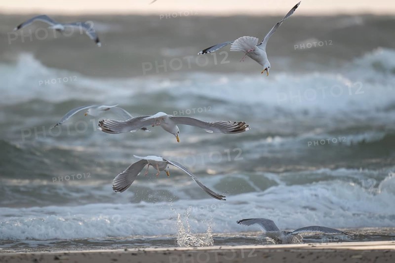 Herring gulls (Larus argentatus) in flight over the surf fighting over a captured starfish, Hvide Sande, North Sea, Denmark