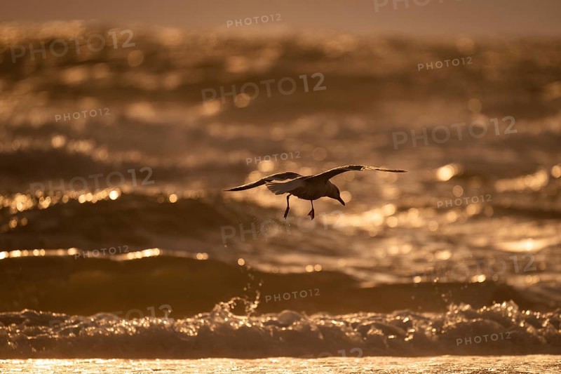 Herring gull (Larus argentatus) in flight over the surf looking for starfish, evening light, Hvide Sande, North Sea, Denmark