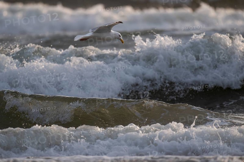 Herring gull (Larus argentatus) in flight over the surf looking for starfish, Hvide Sande, North Sea, Denmark