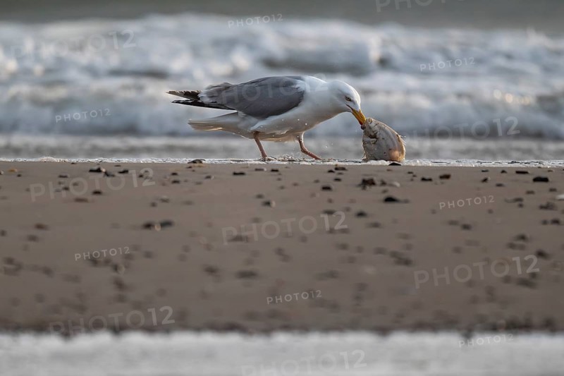 Herring gull (Larus argentatus) with small plaice or gilthead (Pleuronectes platessa) on the beach, Hvide Sande, North Sea, Denmark