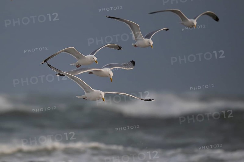 Herring gulls (Larus argentatus) in flight over the surf looking for starfish, Hvide Sande, North Sea, Denmark