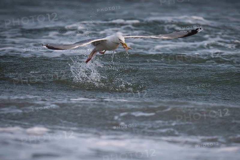Herring Gull (Larus argentatus) with captured starfish in its beak, Hvide Sande, North Sea, Denmark