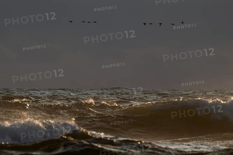 Geese flying in formation over the sea and the surf, evening light, Hvide Sande, North Sea, Denmark