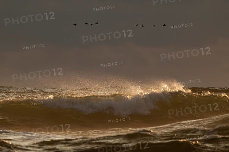 Geese flying in formation over the sea and the surf, evening light, Hvide Sande, North Sea, Denmark
