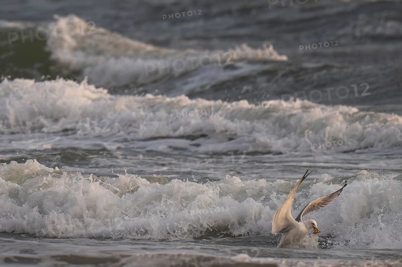 Herring gull (Larus argentatus) in the surf with starfish in its beak, Hvide Sande, North Sea, Denmark