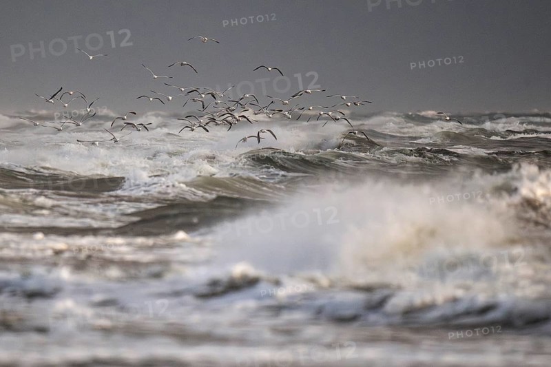 Large group of herring gulls (Larus argentatus) in flight over the surf looking for starfish, Hvide Sande, North Sea, Denmark