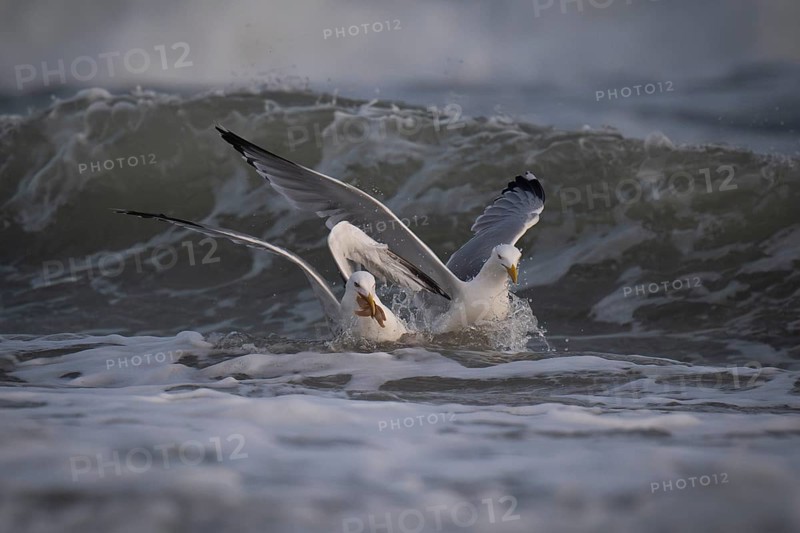 Herring gulls (Larus argentatus) fighting over captured starfish, Hvide Sande, Denmark