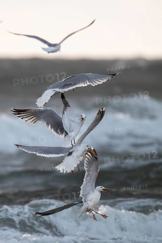 Herring gulls (Larus argentatus) in flight over the surf fighting over a captured starfish, Hvide Sande, North Sea, Denmark