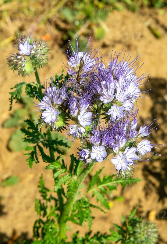 Close up of Lacy Phacelia, Phacelia Tanacetifolia, used as green manure crop, Sutton, Suffolk, England, UK
