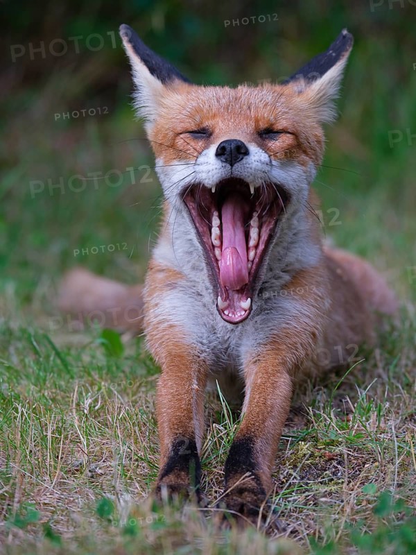 Yawning Fox, Berlin, Germany