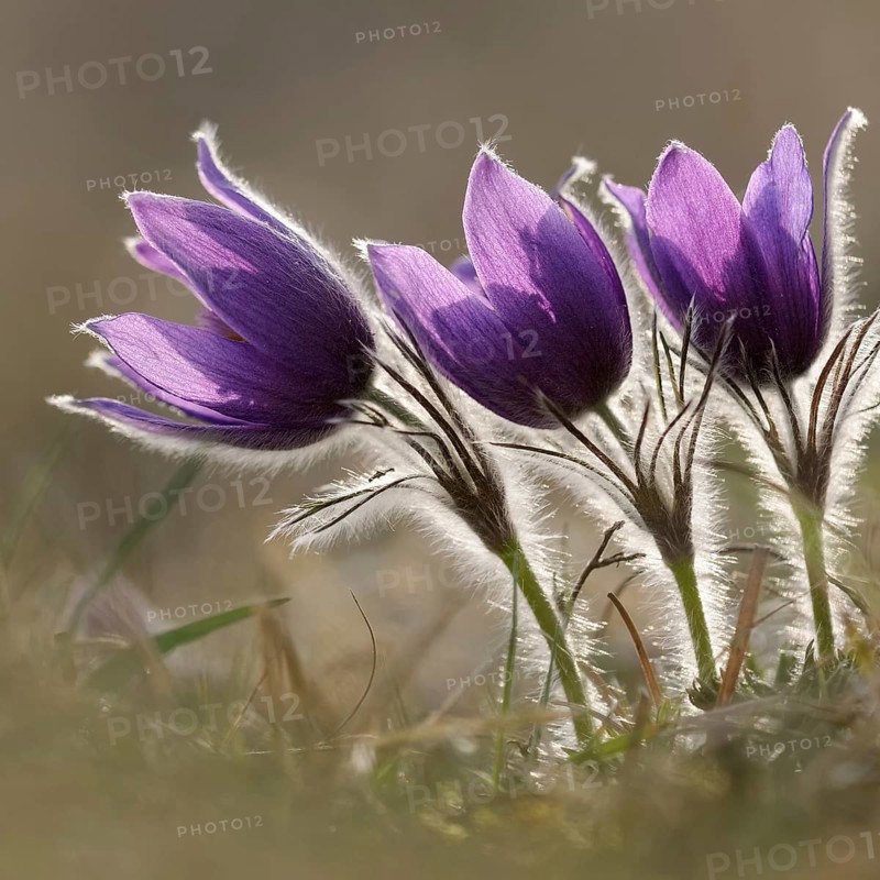 Spring is here... Cowbells (Pulsatilla vulgaris), classic, typical early bloomers, the small hairs protect the flowers from frost, purple wildflowers, grow on nutrient-poor grassland, also known as kitchen bells, native nature, nutrient-poor limestone grassland, Eifel, North Rhine-Westphalia, Germany, Western Europe