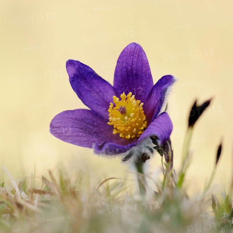 In early spring... Cowslip (Pulsatilla vulgaris), classic, typical early bloomer, the small hairs protect the flowers from frost, purple wildflowers, grow on nutrient-poor grassland, also known as kitchen bells, native nature, calcareous grassland, Eifel, North Eifel, North Rhine-Westphalia, Germany, Western Europe