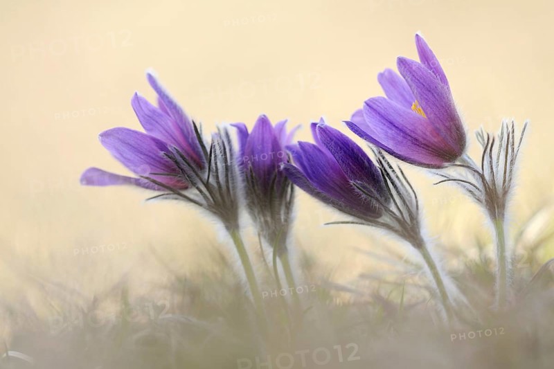 Spring is here... Cowbells (Pulsatilla vulgaris), classic, typical early bloomers, the small hairs protect the flowers from frost, wild flowers, grow on nutrient-poor grassland, also known as kitchen bells, native nature, nutrient-poor limestone grassland, Eifel, North Rhine-Westphalia, Germany, Western Europe