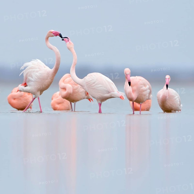 Pecking order... Flamingos (Phoenicopterus spec.) resting in the shallows of the IJsselmeer, pink flamingos (Phoenicopterus roseus) and Chilean flamingos (Phoenicopterus chilensis) of the Zwillbrocker Venn in their wintering grounds in the Netherlands, northernmost breeding population, rarity, native nature, IJsselmeer, Netherlands, Germany, Western Europe