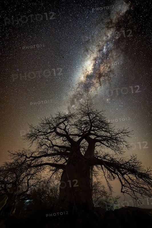 Silhouette of a baobab tree with starry sky and Milky Way, African baobab (Adansonia digitata), night shot, Kubu Island (Lekubu), Sowa Pan, Makgadikgadi Salt Pans, Botswana
