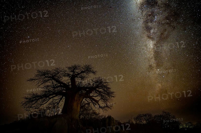 Silhouette of a baobab tree with starry sky and Milky Way, African baobab (Adansonia digitata), night shot, Kubu Island (Lekubu), Sowa Pan, Makgadikgadi Salt Pans, Botswana