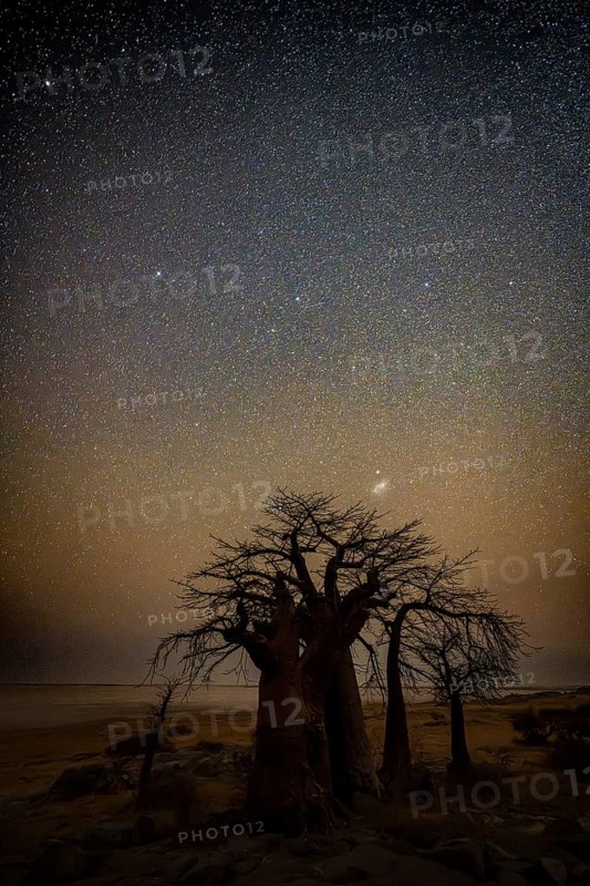Silhouette of a baobab tree with a starry sky, African baobab (Adansonia digitata), night shot, Kubu Island (Lekubu), Sowa Pan, Makgadikgadi Salt Pans, Botswana