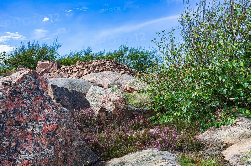 Rocky landscape of Bohusgranite and typical vegetation on the coast of Lysekil, BohuslÃ¤n, VÃ¤stra Götalands lÃ¤n, Sweden, Scandinavia